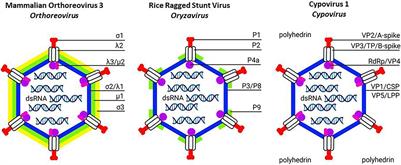 Mechanisms of Cell Entry by dsRNA Viruses: Insights for Efficient Delivery of dsRNA and Tools for Improved RNAi-Based Pest Control